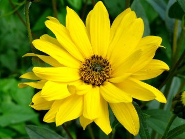 Arnica