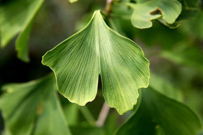 Gingko Biloba